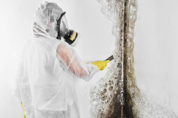 Professional Mold Remediation in Fairchild Af, WA