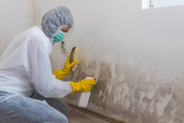 Best Attic Mold Remediation in Fairchild Af, WA