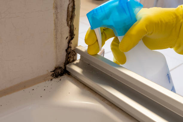 Best Bathroom Mold Remediation in Fairchild Af, WA