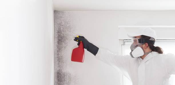 Best Black Mold Remediation in Fairchild Af, WA