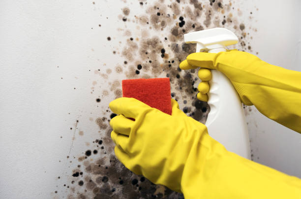 Best Health and Safety Mold Remediation in Fairchild Af, WA