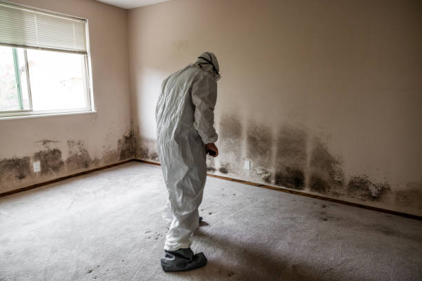 Best Mold Remediation for Schools in Fairchild Af, WA